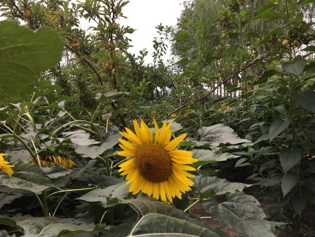 微風(fēng)扶搖花香溢  碩果累累掛滿庭